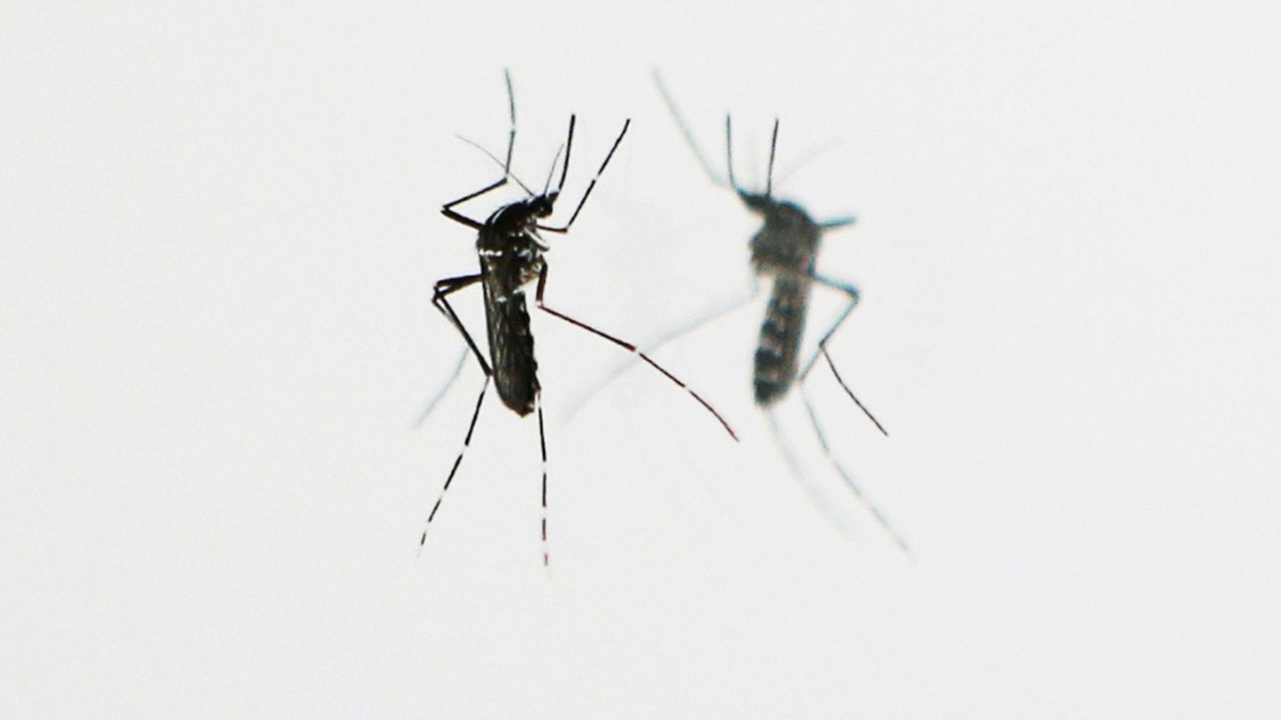 Asiatische Tigermücke