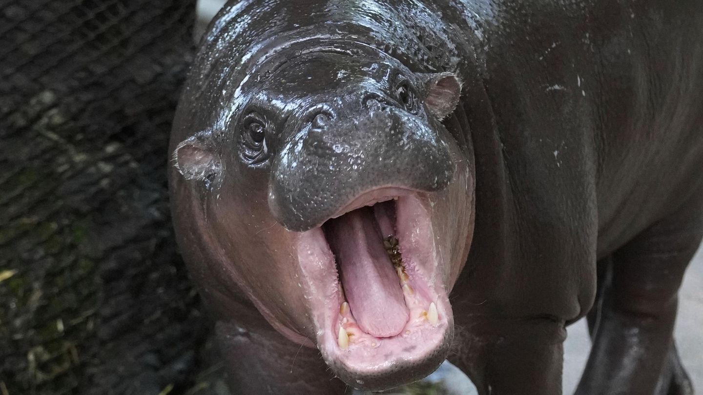 werg-Hippo Moo Deng