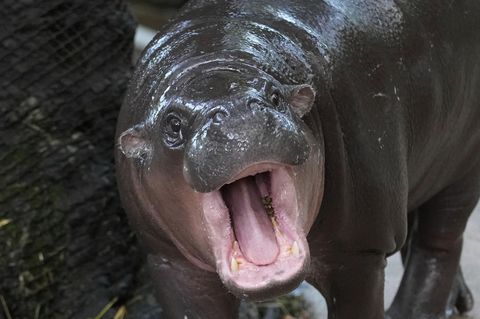 werg-Hippo Moo Deng