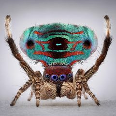 Pfauenspinne