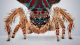 Pfauenspinne