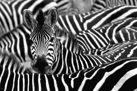 Eine Zebraherde