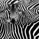 Eine Zebraherde