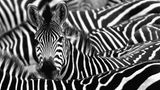 Eine Zebraherde