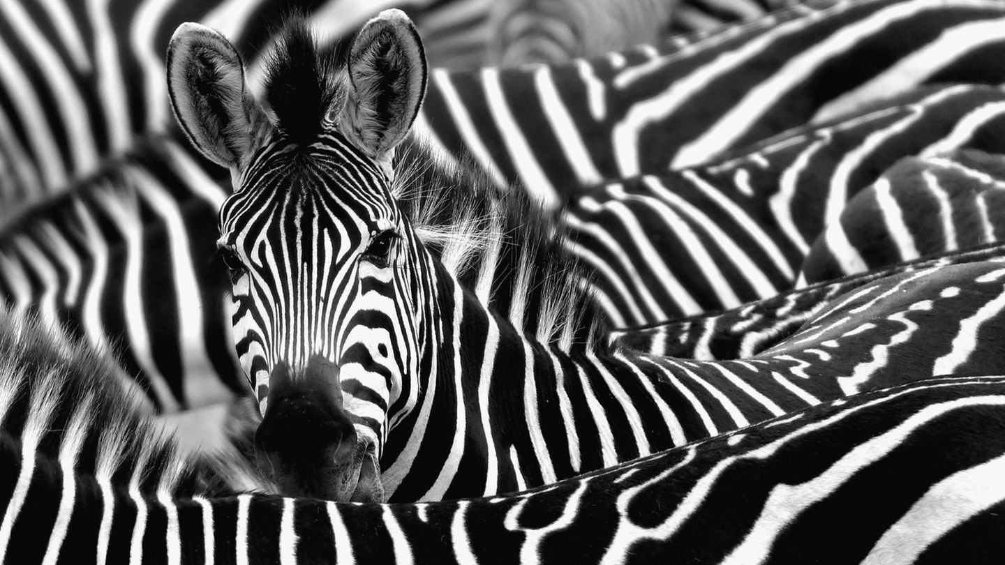 Eine Zebraherde