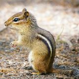 Ein Streifenhörnchen steht auf seinen Hinterbeinen