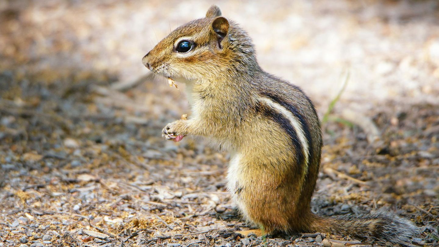 Ein Streifenhörnchen steht auf seinen Hinterbeinen