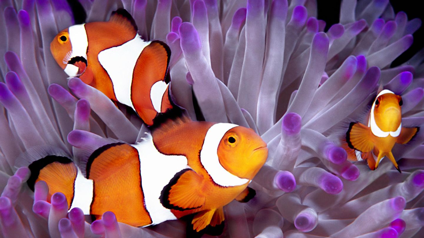 Clownfische inmitten von Korallen