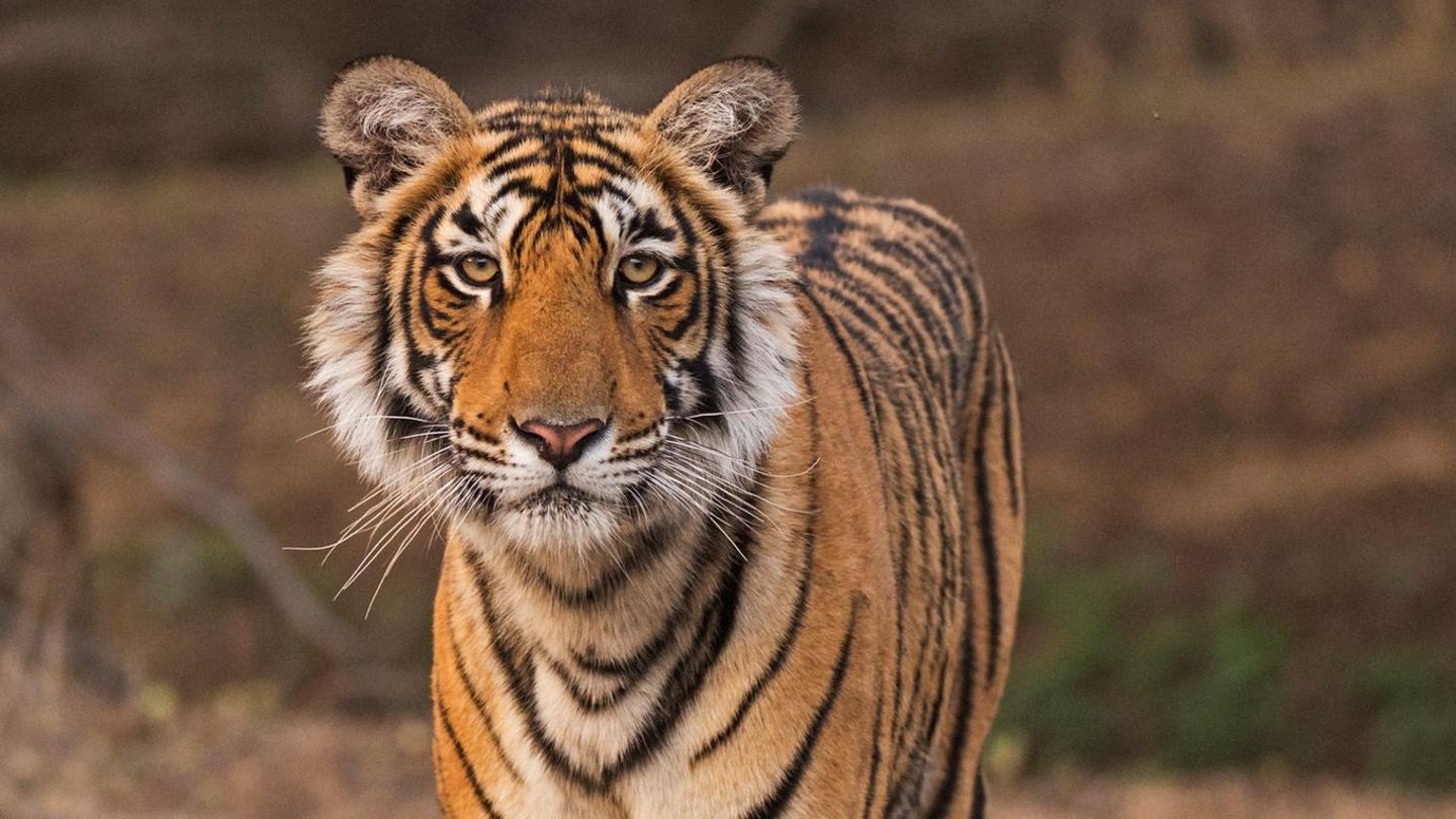 Ein Tiger schaut direkt in die Kamera