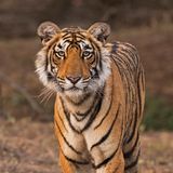 Ein Tiger schaut direkt in die Kamera