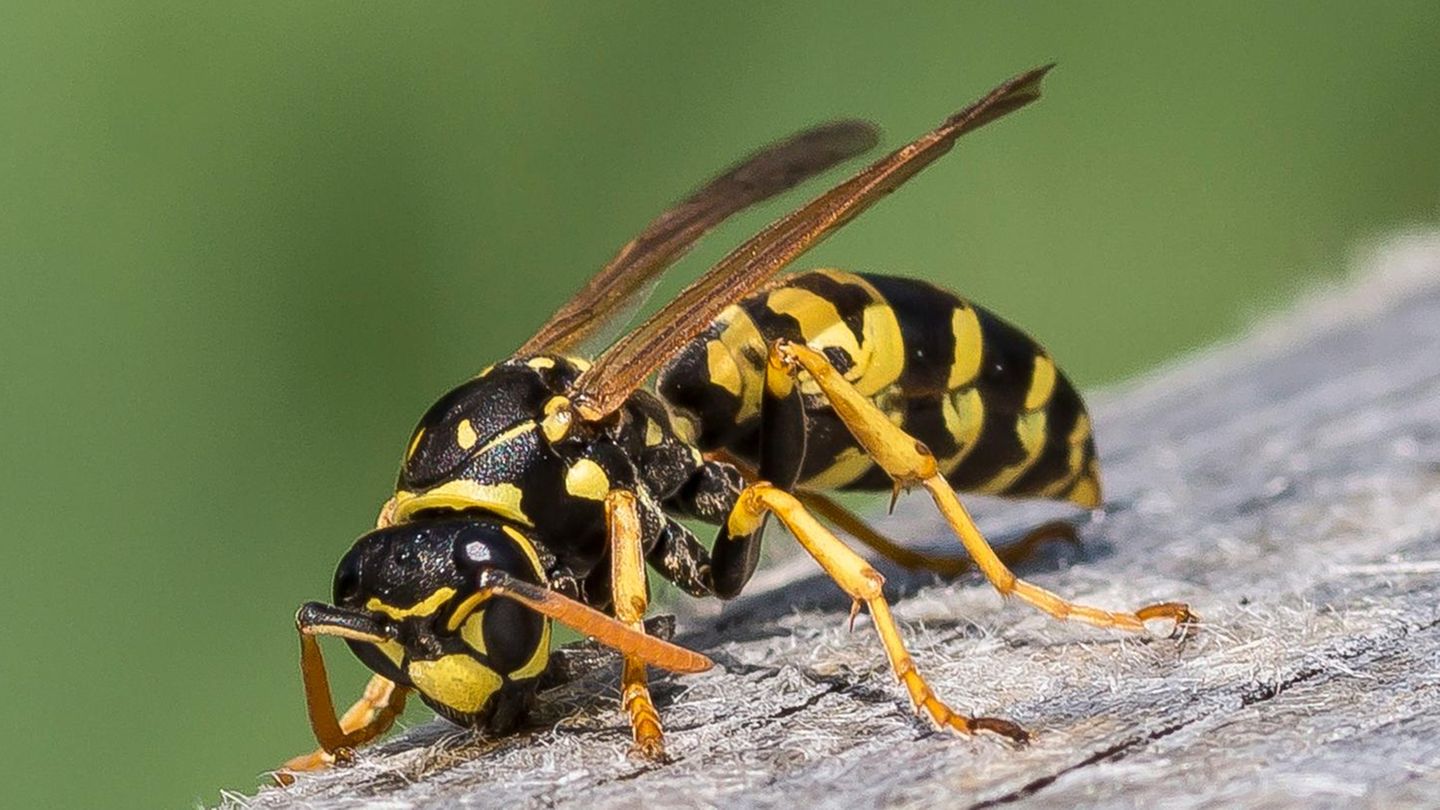 Eine Wespe auf einem Stück Holz