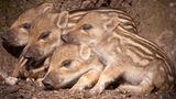 Wildschwein-Frischlinge kuscheln aneinander
