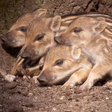 Wildschwein-Frischlinge kuscheln aneinander