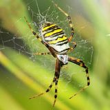 Eine Wespenspinne spinnt ihr Netz