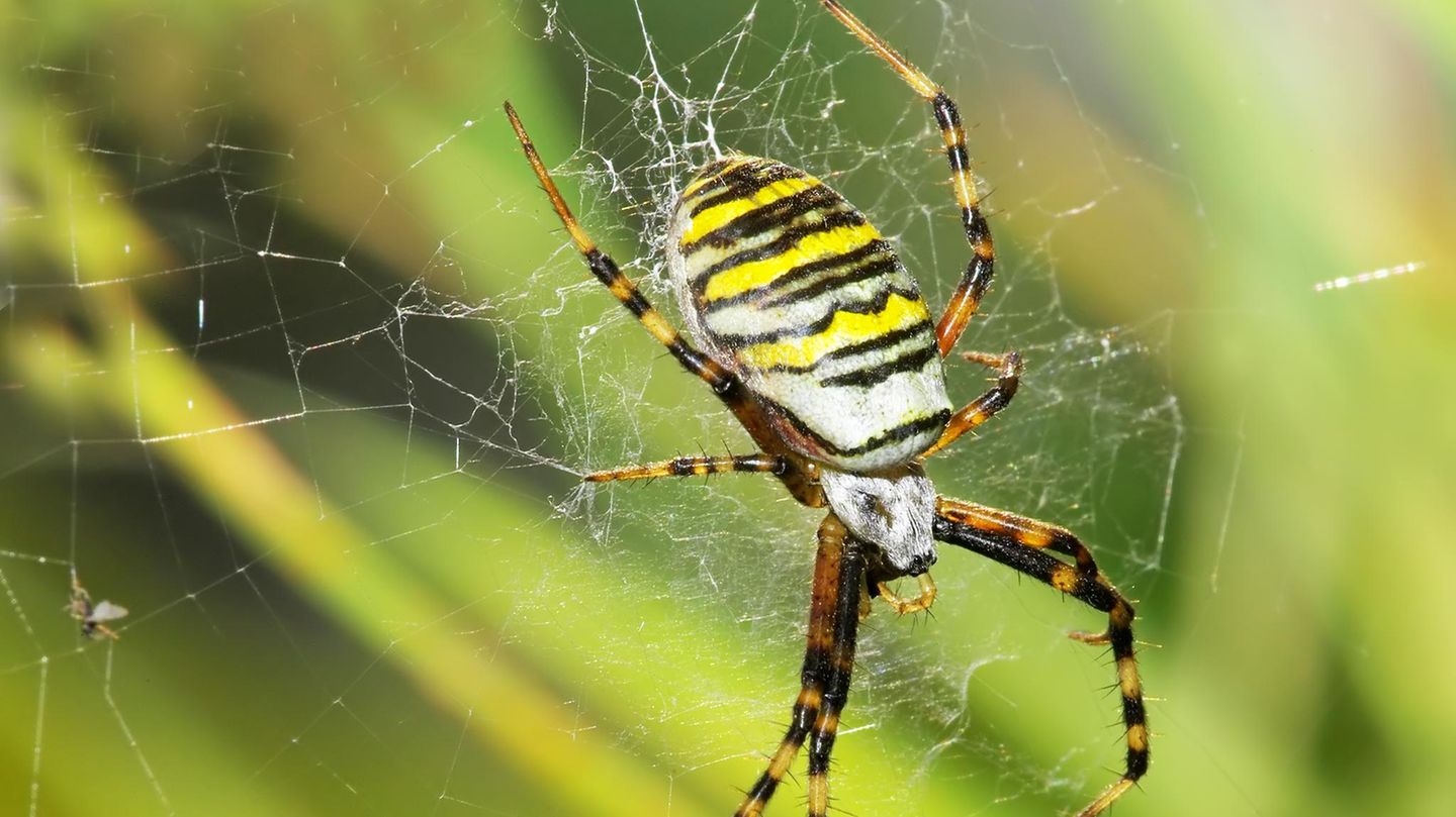 Eine Wespenspinne spinnt ihr Netz