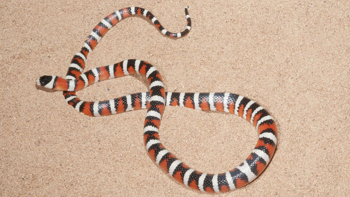 Eine Berg-Königsnatter schlängelt sich im Sand