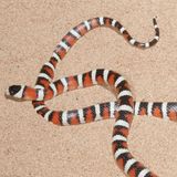 Eine Berg-Königsnatter schlängelt sich im Sand