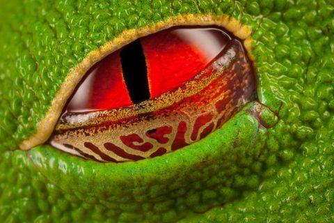 Knallrotes Auge eines Rotaugenlaubfrosches
