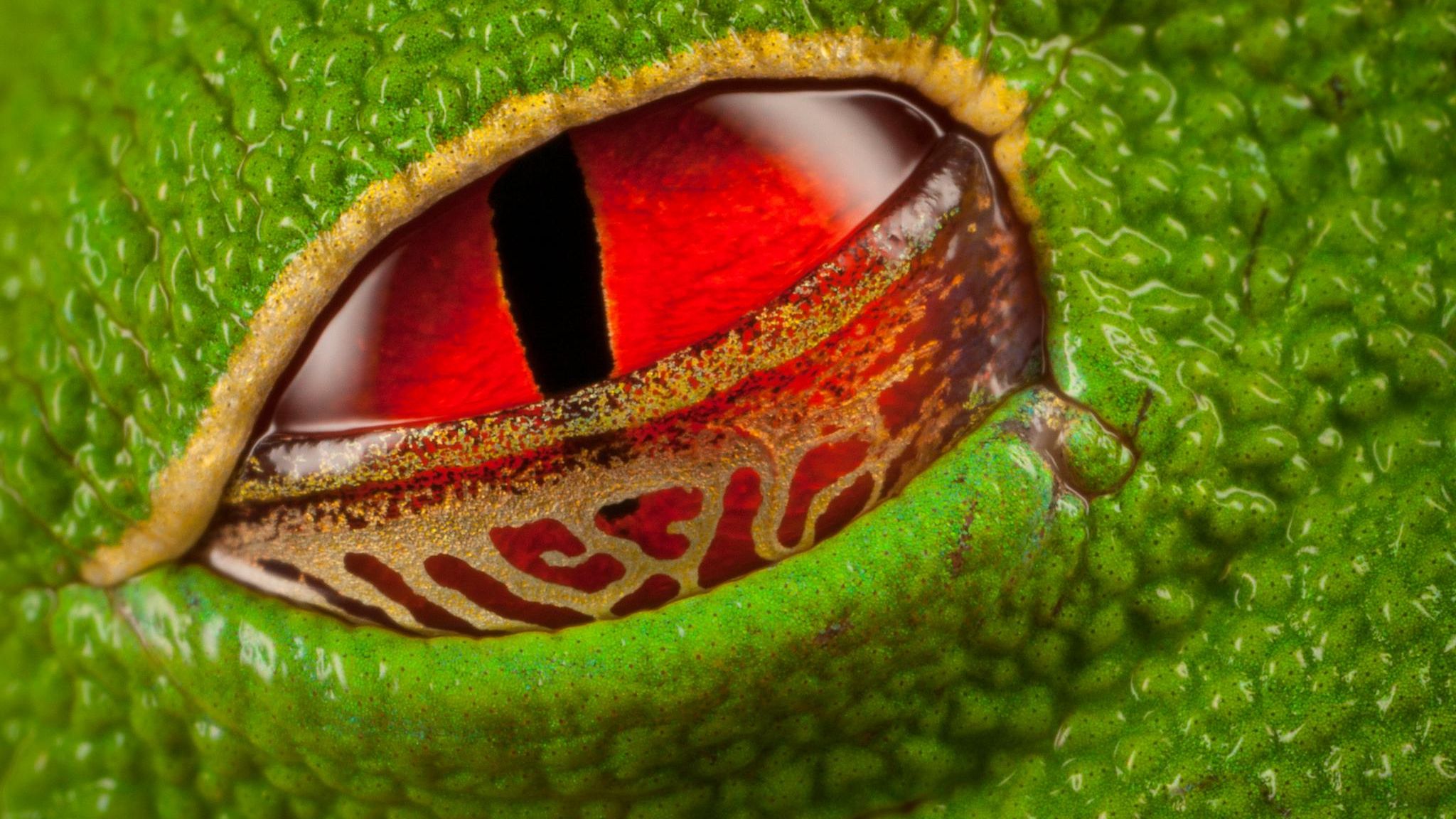 Knallrotes Auge eines Rotaugenlaubfrosches