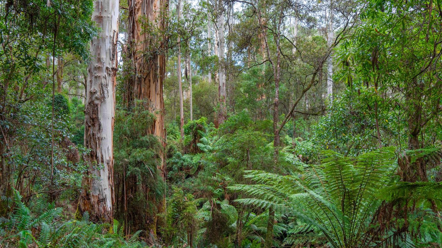 Wildnis von Australien