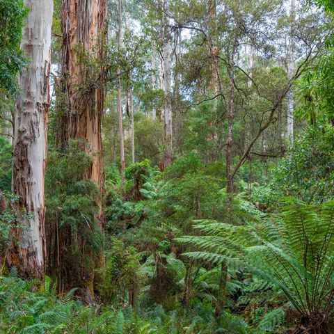 Wildnis von Australien