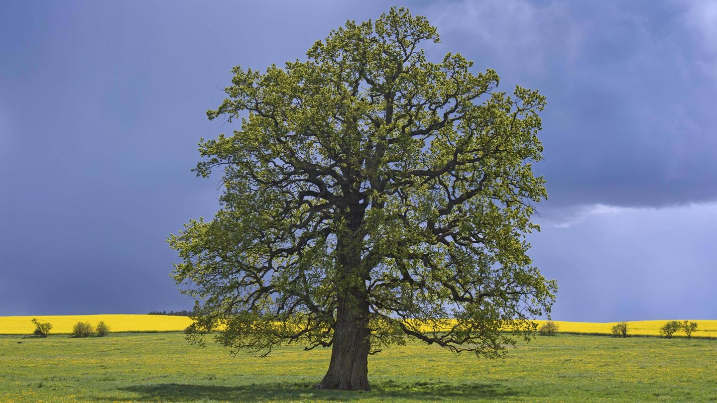 Eine Stieleiche (Quercus robur)