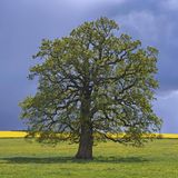 Eine Stieleiche (Quercus robur)