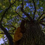 Die Traubeneiche (Quercus petraea)