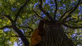 Die Traubeneiche (Quercus petraea)