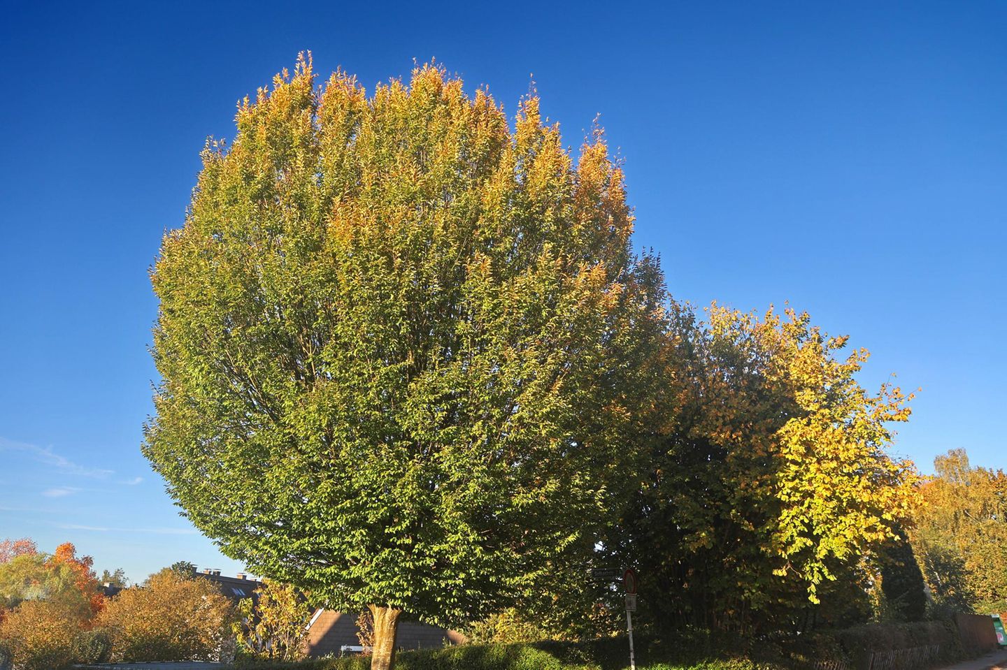 Die Hainbuche (Carpinus betulus)  Die Hainbuche (Carpinus betulus)