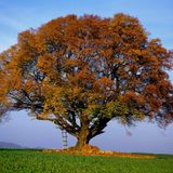 Die Rotbuche (Fagus sylvatica)