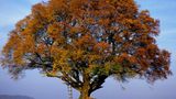 Die Rotbuche (Fagus sylvatica)