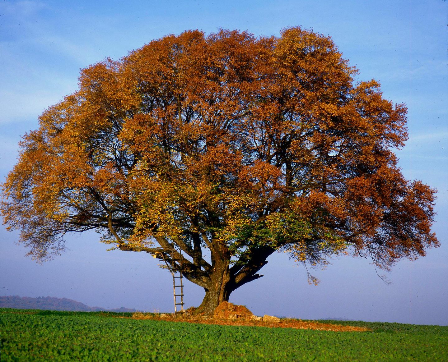 Die Rotbuche (Fagus sylvatica) Die Rotbuche (Fagus sylvatica)