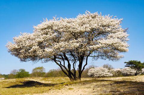 Die Elsbeere (Sorbus torminalis)