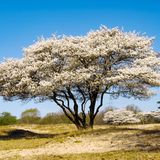Die Elsbeere (Sorbus torminalis)