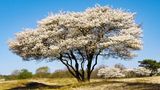 Die Elsbeere (Sorbus torminalis)