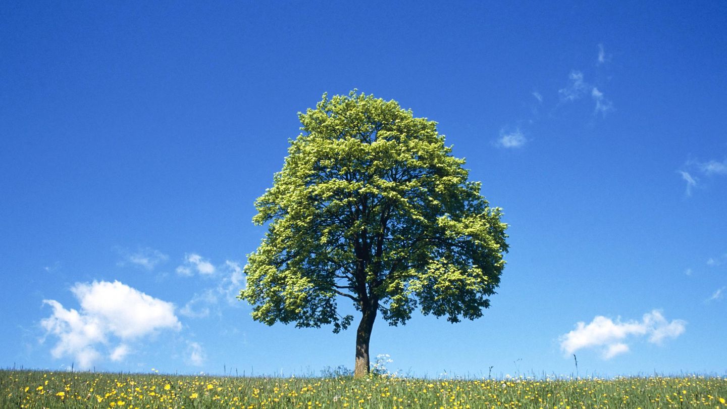 Der Feldahorn (Acer campestre)   Der Feldahorn (Acer campestre)