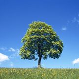 Der Feldahorn (Acer campestre)  