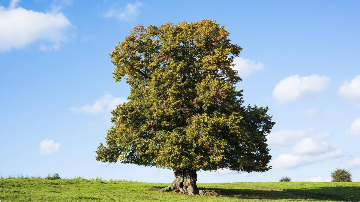 Die Sommerlinde (Tilia platyphyllos) Die Sommerlinde (Tilia platyphyllos)