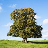 Die Sommerlinde (Tilia platyphyllos)