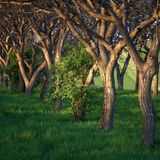 Die Walnussbaum (Juglans regia) 
