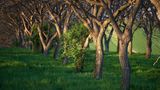 Die Walnussbaum (Juglans regia) 