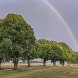 Die Silberlinde (Tilia tomentosa)