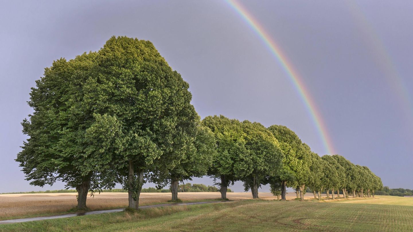 Die Silberlinde (Tilia tomentosa) Die Silberlinde (Tilia tomentosa)