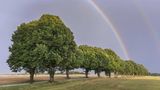 Die Silberlinde (Tilia tomentosa)