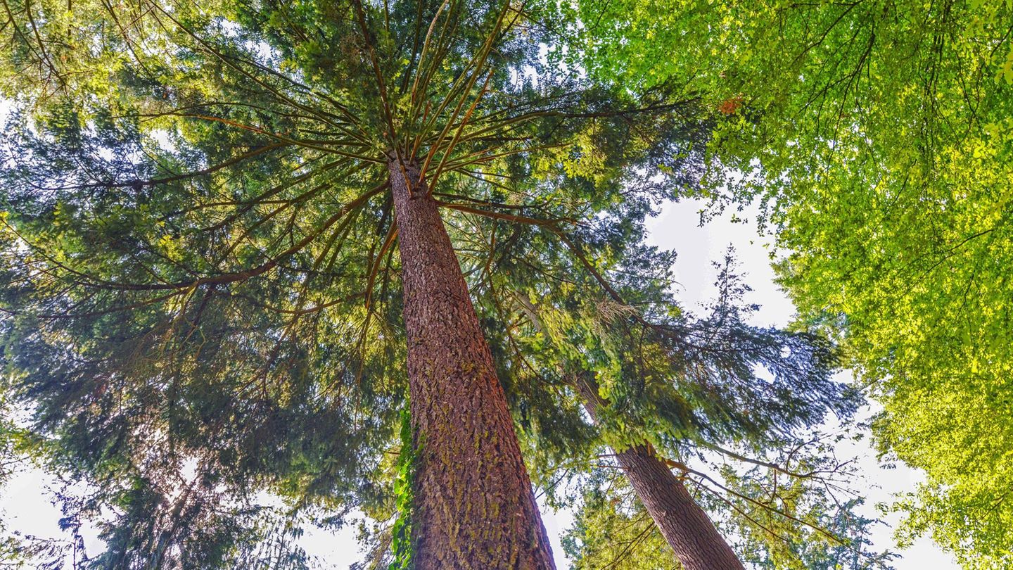 Die Douglasie (Pseudotsuga menziesii)    Die Douglasie (Pseudotsuga menziesii)