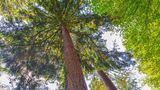 Die Douglasie (Pseudotsuga menziesii)   