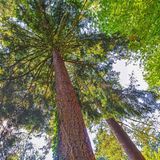 Die Douglasie (Pseudotsuga menziesii)   