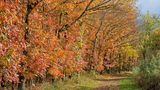 Die Roteiche (Quercus rubra)
