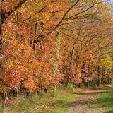 Die Roteiche (Quercus rubra)